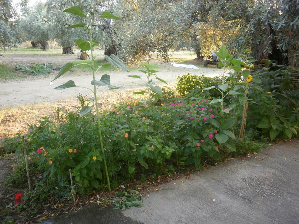 Villa Thomi Skala Rachoni  外观 照片